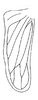 Hind wing: !! display not done !! on Neocoelidia tumidifrons Gillette & Baker, 1895: Hind wing. (Observation).