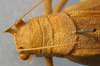 CollectionObject 1517004; 2b9d8f13-0491-4c88-b08b-52d71b7e028e: female pronotum, dorsal view (holotype). (CollectionObject).