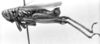 CollectionObject 1533420; 0cd5b85f-edd9-4030-8c46-2a7c41240ec9: Image Carbonell, C.S. male, lateral view (lectotype of Hesperotettix meridionalis). (CollectionObject).