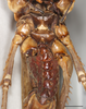 CollectionObject 1586781; 7f96ef9e-5ae2-426f-a0b7-8226d26996ea: male, ventral view, scale bar = 5 mm. (CollectionObject).