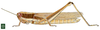 Homoxyrrhepes punctipennis (Walker, 1870): Page 91, Figure 1. female habitus. (Otu).