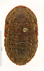 CollectionObject 1587160; MNHN(SF IMPORT DUPLICATE) MNHN-EP-EP1031, 4d50a239-8ffd-4bbb-8644-5af420effc2e: CC BY-NC-ND 4.0/MNHN - Depraetere Marion - 2014. Holotype, female, of dasypus Rehn, 1933. Specimen number: MNHN-EP-EP1031. http://coldb.mnhn.fr/catalognumber/mnhn/ep/ep1031. (CollectionObject).