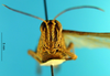 CollectionObject 1505387; 3c4b1276-2dfc-4cbe-8e3a-7ff813d26e92: female, frontal view (holotype). (CollectionObject).