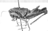 CollectionObject 1525556; d0ebbcf5-7474-44c5-9d19-e988ac2e1252: female, lateral view (lectoallotype of Rhachicreagra pallipes). (CollectionObject).