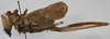 CollectionObject 1539577; e07c7a17-d7b7-4ab0-a775-30a971694e76: female, lateral view (holotype). (CollectionObject).