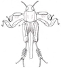 Pl. IX, Fig. 2 a. dorsal view. Depicts Xya variegata (Latreille, 1809), an Otu.