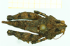 CollectionObject 1532567; 46c2e601-7b99-4d3f-9b3c-b24252205cc9: female, dorsal view (lectotype). (CollectionObject).