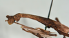 CollectionObject 1561881; 62168397-81e1-4c1e-bfb0-cdb19c7d1b70: copyright USNM, Washington. (CollectionObject).