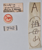 CollectionObject 1559854; NTUC 742, others barcoded, 616422ea-83f3-438c-83a2-d178842e7333: copyright NTUC. female, data labels (syntype). (CollectionObject).