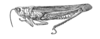 Paracinema tricolor bisignatum (Charpentier, 1825): Fig. 414. male habitus. (Otu).