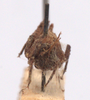 CollectionObject 2627868; CNMS 3124, 79d94e4f-cef6-49d8-8b29-64a1499a6027: front view. female (paratype). (CollectionObject).
