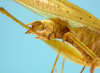 CollectionObject 1542728; DEES #10159, e6f02790-845a-4ebd-9e1e-4f9413302377: male, apex of the abdomen, ventro-lateral view (holotype of Ferreiraia nigropunctata). (CollectionObject).
