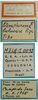 CollectionObject 1542724; DEES MZLQ-I0092, 31d74b38-6fce-4683-b1cc-1fa665bd279d: male, labels (syntype of Ctenophorema balneare). (CollectionObject).