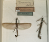 CollectionObject 1560381; NMW 1141, 66fb4e18-9013-4e4a-aa4f-8c7c7fdb6d18: copyright NMW, Vienna. male (syntypes). (CollectionObject).