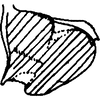 Pygofer, lateral view on Empoascanara (Empoascanara) tratica Hongsaprug, 1983: Pygofer, lateral view. (Observation).