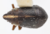 Habitus, dorsal view: !! display not done !! on Bruchomorpha oculata Newman, 1838: (Observation).