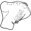 Pygofer, lateral view on Edwardsiana dejecta Christian, 1953: Pygofer, lateral view. (Observation).