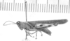 CollectionObject 1524775; 9876312f-2605-47c1-a4c4-788cb4ba63ac: male, lateral view (syntype of Omalotettix meridionalis). (CollectionObject).