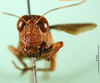 CollectionObject 1501530; 1ec8dd7e-fdd2-47eb-adae-0bbd2907ab65, DORSA BA000167S01: male, frontal view (holotype). (CollectionObject).