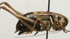 CollectionObject 1535969; 2e7f994d-7944-4afe-971e-93154869e6a2: male, lateral view (syntype). (CollectionObject).
