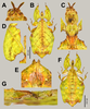 CollectionObject 1600472; f8ed1b05-1cce-4a90-bd3d-41ec17781dbf: copyright IMQC. female (holotype). (CollectionObject).