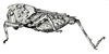 Diotarus verrucifer Stål, 1877: Fig. 22. female, lateral view. (Otu).