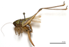 CollectionObject 1532120; 51080269-3759-455b-aac7-6005281a972e: female, lateral view (holotype). (CollectionObject).