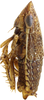 Habitus, lateral view: !! display not done !! on Faltala furcipennis Cheng, 1980: male. (Observation).