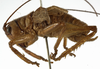 CollectionObject 1529711; 495844eb-7627-450b-831b-c49813163b88: male, lateral view (holotype). (CollectionObject).