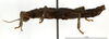 CollectionObject 1559859; 07da87fe-d040-4b1f-b281-0c825751cdb7: copyright MNHN, Paris. male, lateral view (holotype). (CollectionObject).