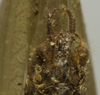 CollectionObject 1535204; b8d9cf98-030a-4367-94fd-2f8cddf12a30: male subgenital plate (lectotype). (CollectionObject).