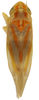 Habitus, dorsal view on Erythridula harpax (Beamer, 1930): Habitus (KSEM collection). (Observation).