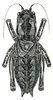Pachysaga australis (Walker, 1869): Pl. XXII, Fig. 2 (after type). male, dorsal view (Pachysaga maculata; body length 31.5 mm, pronotum 10.7 mm). (Otu).