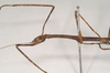 CollectionObject 1559006; NHMUK(SF IMPORT DUPLICATE) 845238, cb4f115d-0146-42f4-a5ad-e2e1320941bd: copyright Natural History Museum, London. male: head and thorax, lateral view (syntype). (CollectionObject).