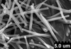Brochosomes: AG200 | Trinidad, W. I., Maracas | 5/16/1961 | N. Gopaul | USNM, on loan from NCSU. (Observation).