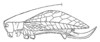 Parascopioricus lancifolius (Brunner von Wattenwyl, 1895): Fig. 182 a. female habitus (tegmina length 25-27 mm). (Otu).