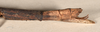 CollectionObject 1557310; 84b19771-6e85-4bab-b541-79e30db92b37: copyright OUMNH. female: end of abdomen, lateral view (holotype). (CollectionObject).