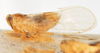 Habitus, lateral view on Delphacodes marginicornis (Fowler, 1905): (Observation).