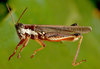 Dichroplus fuscus (Thunberg, 1815): male. (Otu).