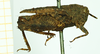 CollectionObject 1585757; f85005fa-11ab-4531-9984-2d37cfb51a82: female, lateral view (syntype). (CollectionObject).