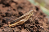 FieldOccurrence 157; cd7dca0f-080d-4529-93dc-98e74f27aad5; Tanzania
southern slopes Mount Kilimanjaro, 2013/12/09: female, lateral view. (FieldOccurrence).