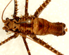 CollectionObject 1496565; 2a8db18f-5b52-4bb0-9e27-6e4b2807a00b: male, dorsal view. (CollectionObject).