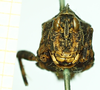 CollectionObject 1532636; 2ec43788-8715-41a9-b0fc-d8f6e2b7e8f2: female, frontal view (holotype). (CollectionObject).