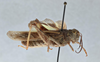 CollectionObject 2765736; ee9dadc2-3e36-4ebf-a316-a321cc5349d9, CNCI 311939: Xanthippus brooksi. Lateral view. (CollectionObject).