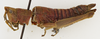 CollectionObject 1523779; 525f7184-3d82-459b-9462-35320d323728: female, lateral view (holotype). (CollectionObject).