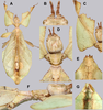CollectionObject 1591407; 5e1b48b6-a134-4cbc-81c7-04a5016d50fe: copyright ISAS Yunan. female, various views (holotype). (CollectionObject).