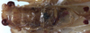 CollectionObject 1517463; 84678588-5feb-4aa2-8de1-c905e459430a: male pronotum and tegmina, dorsal view (holotype). (CollectionObject).