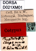 CollectionObject 1505197; 371505dc-b669-4c28-8686-1683e50f6697: labels (paralectotype). (CollectionObject).