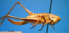 CollectionObject 1530841; a803d2c3-8eb6-45a2-968f-46bfca423fc0: female, lateral view (syntype). (CollectionObject).