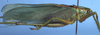 CollectionObject 1504197; e0ca4ae4-b9cb-4be0-ba8f-dc7f79cdcfbd: male habitus, lateral view (holotype). (CollectionObject).